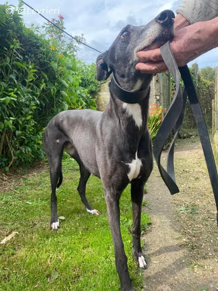 Meave adozione levrieri greyhound 13