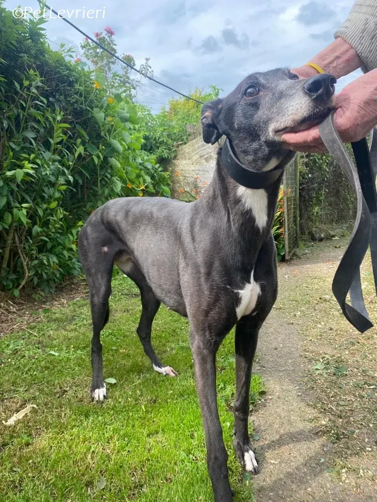 Meave adozione levrieri greyhound 14