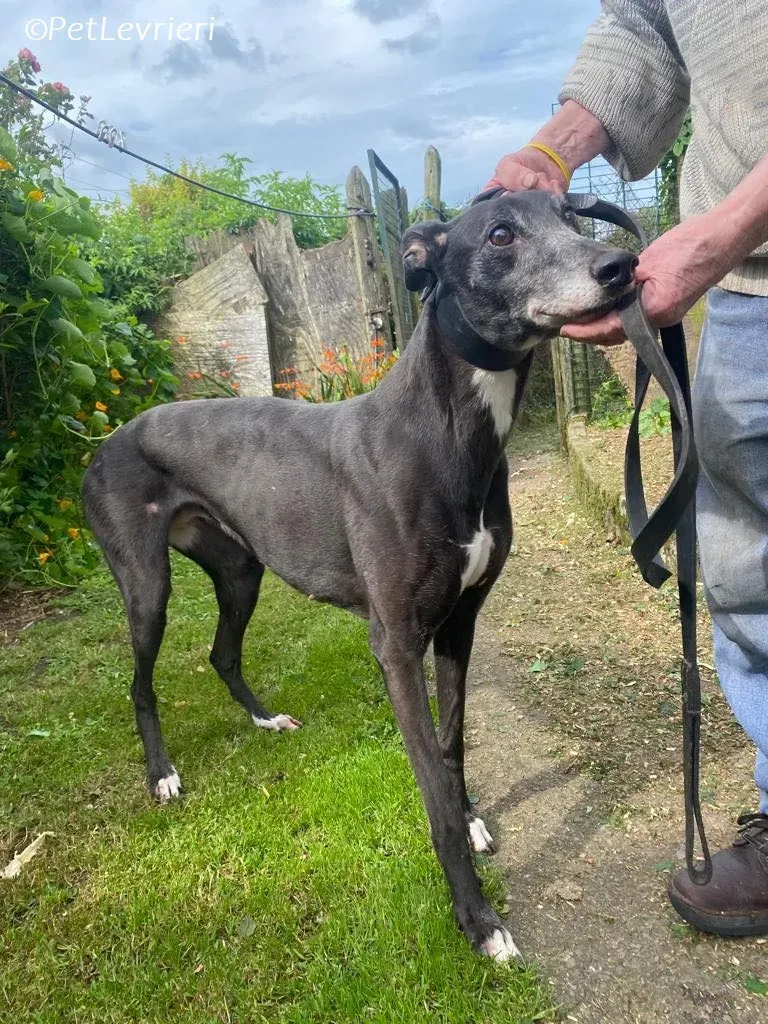 Meave adozione levrieri greyhound 15