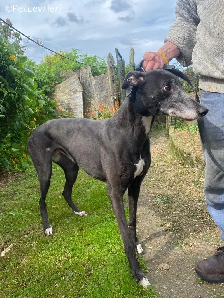 Meave adozione levrieri greyhound 16