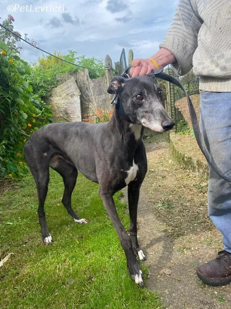Meave adozione levrieri greyhound 17