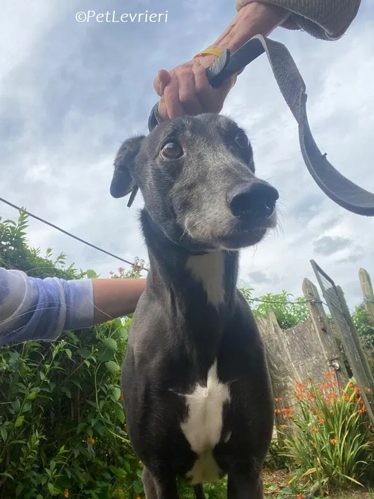 Meave adozione levrieri greyhound 18