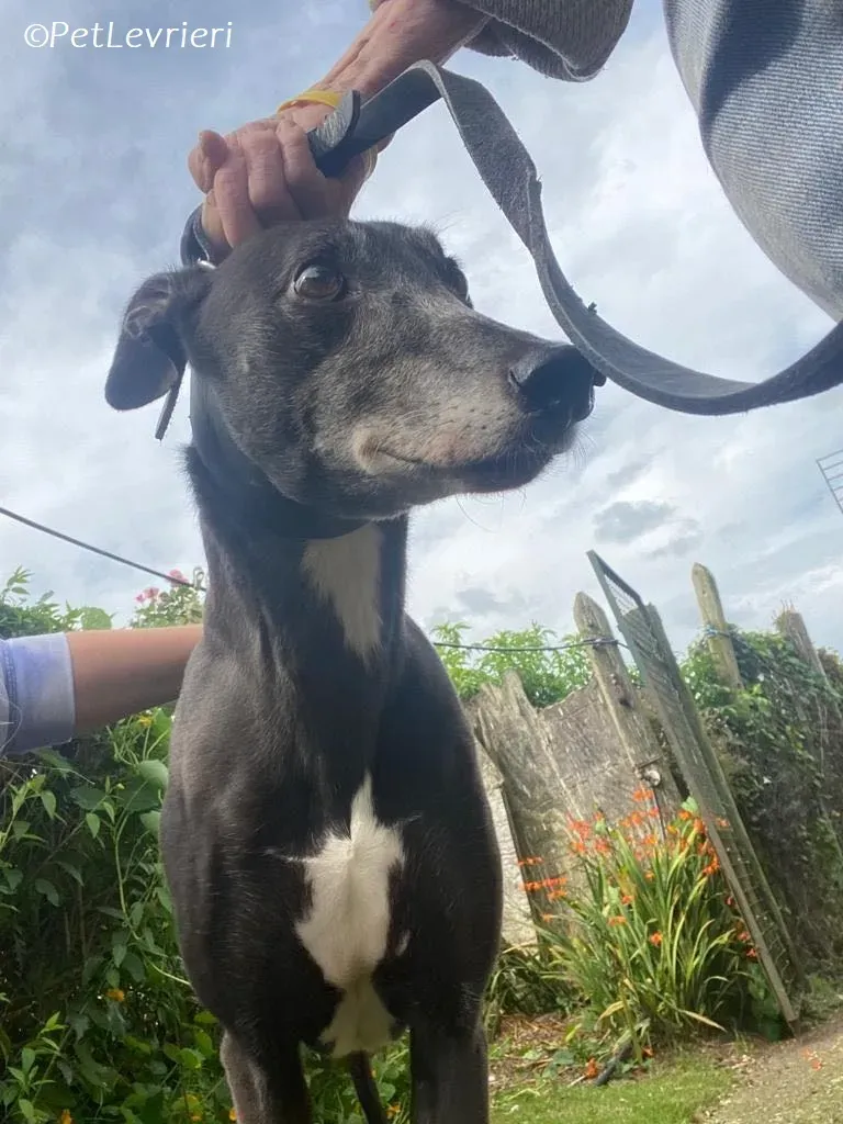 Meave adozione levrieri greyhound 19