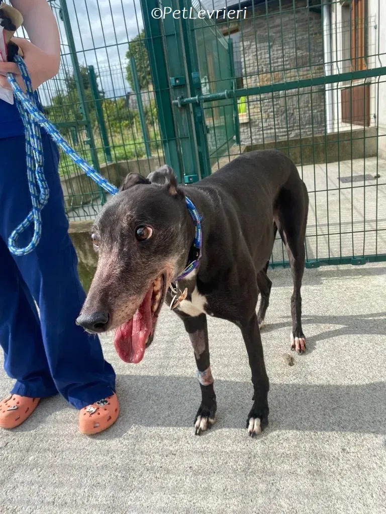 Meave adozione levrieri greyhound 2
