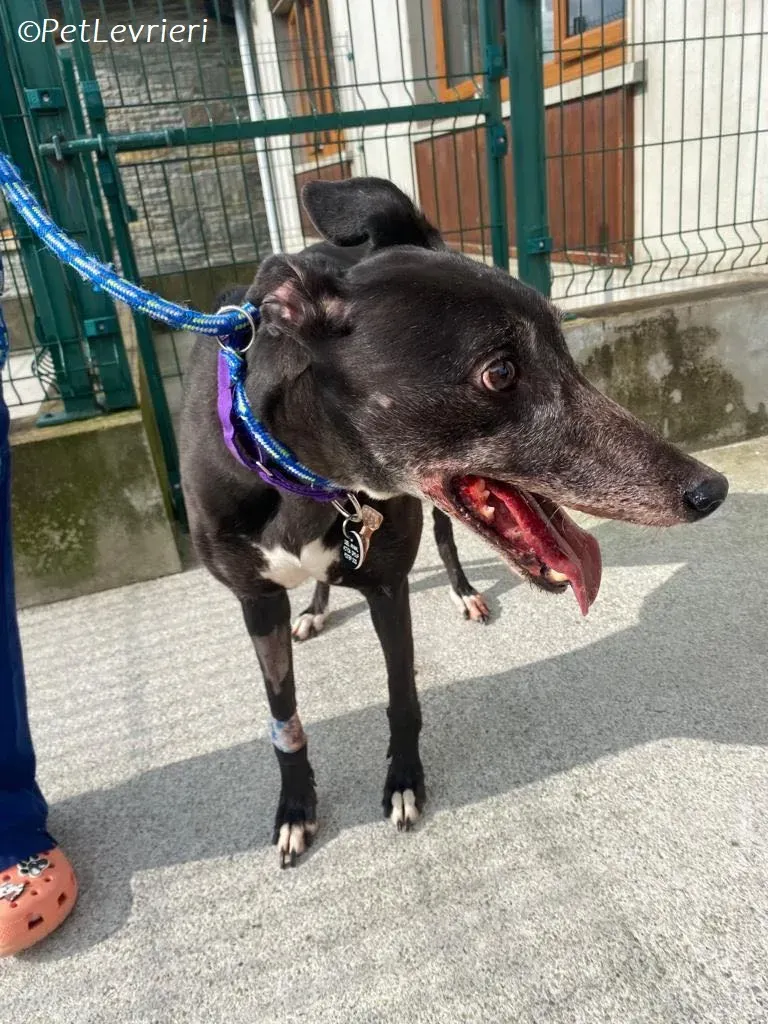 Meave adozione levrieri greyhound 3