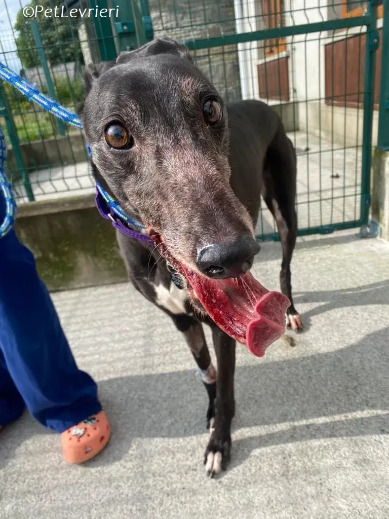 Meave adozione levrieri greyhound 4