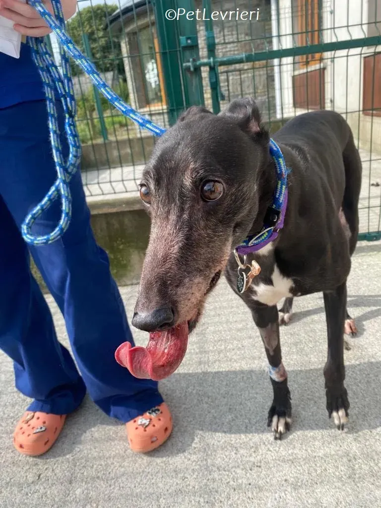 Meave adozione levrieri greyhound 5