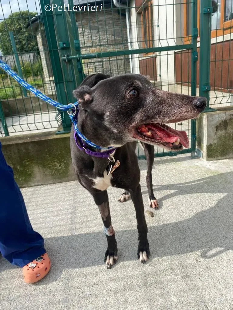 Meave adozione levrieri greyhound 6