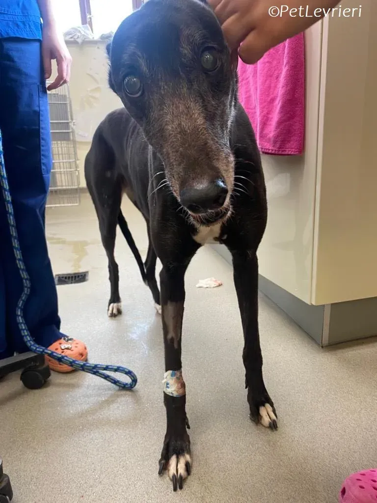 Meave adozione levrieri greyhound 7