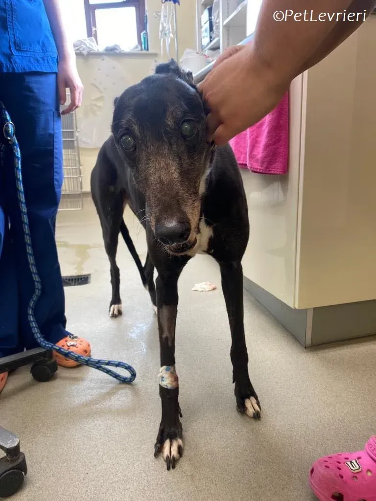 Meave adozione levrieri greyhound 8