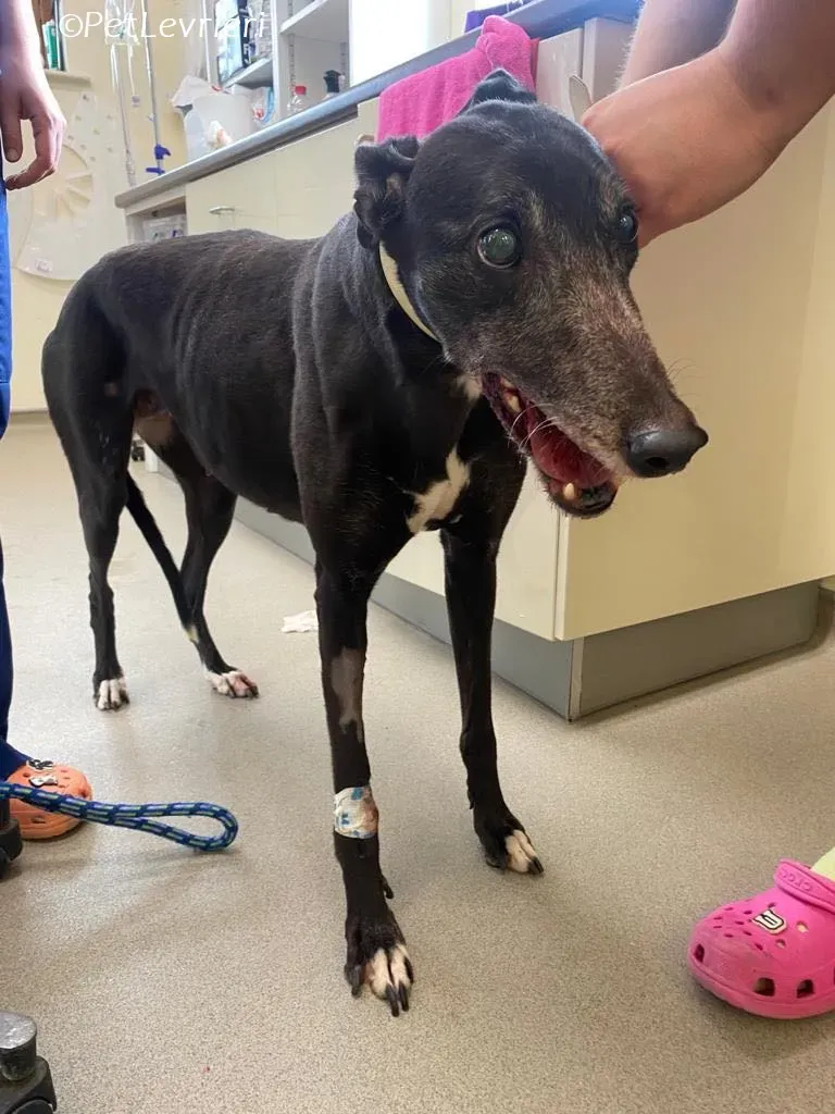 Meave adozione levrieri greyhound 9