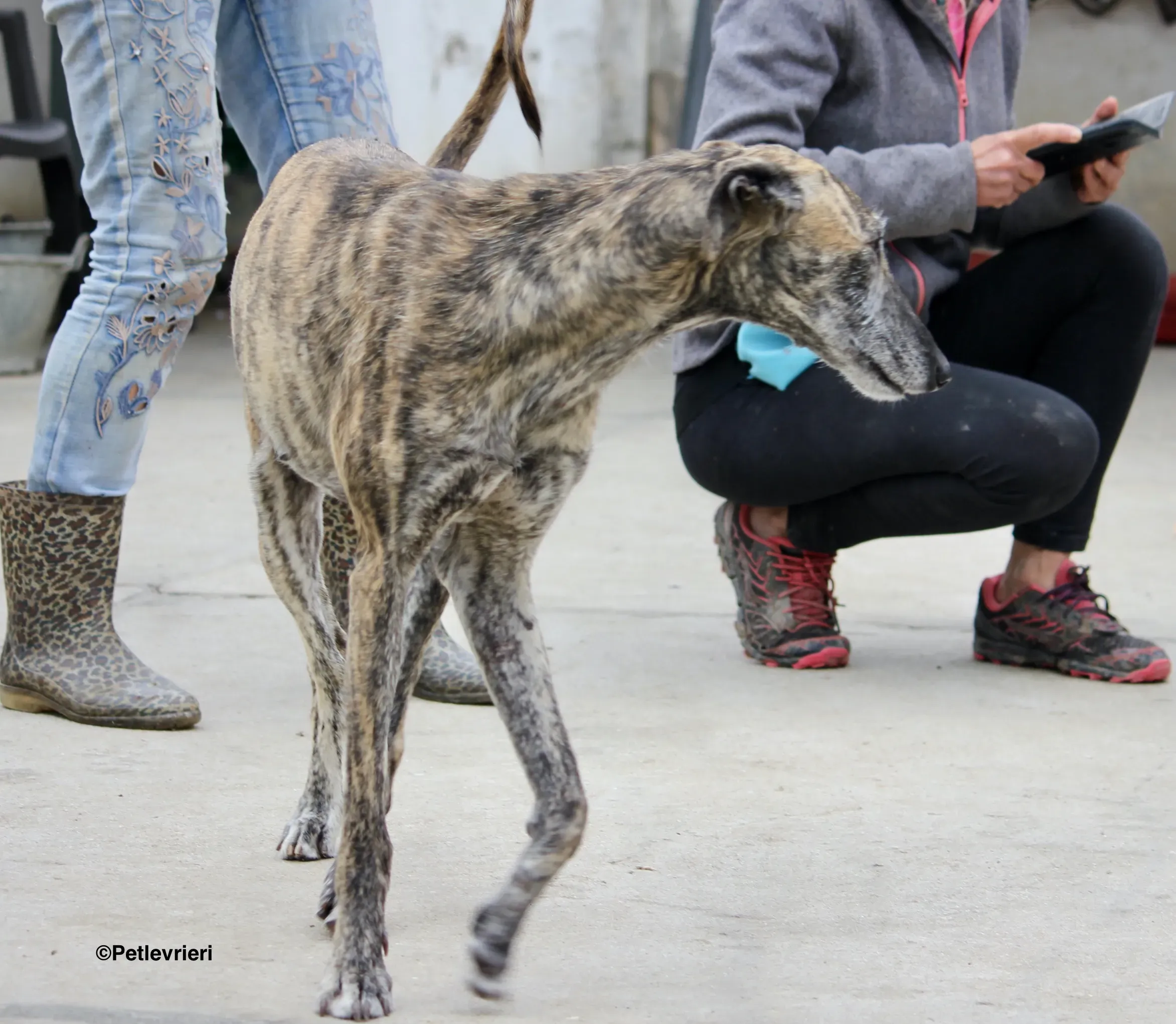 Medea adozione levrieri galgo 00
