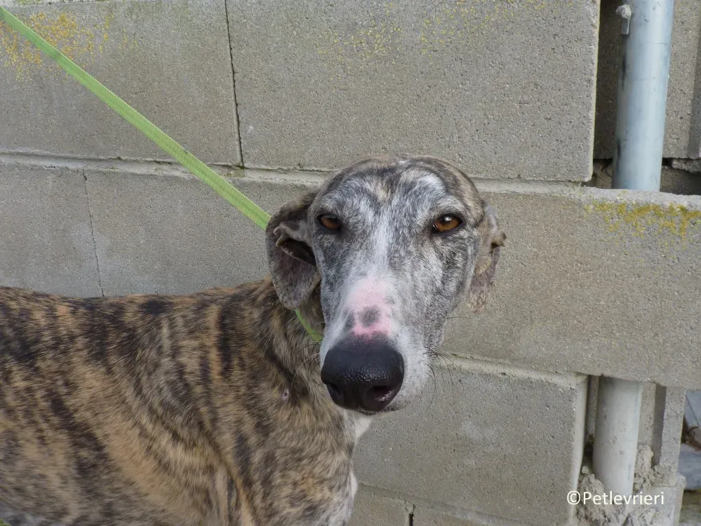Medea adozione levrieri galgo 01 1