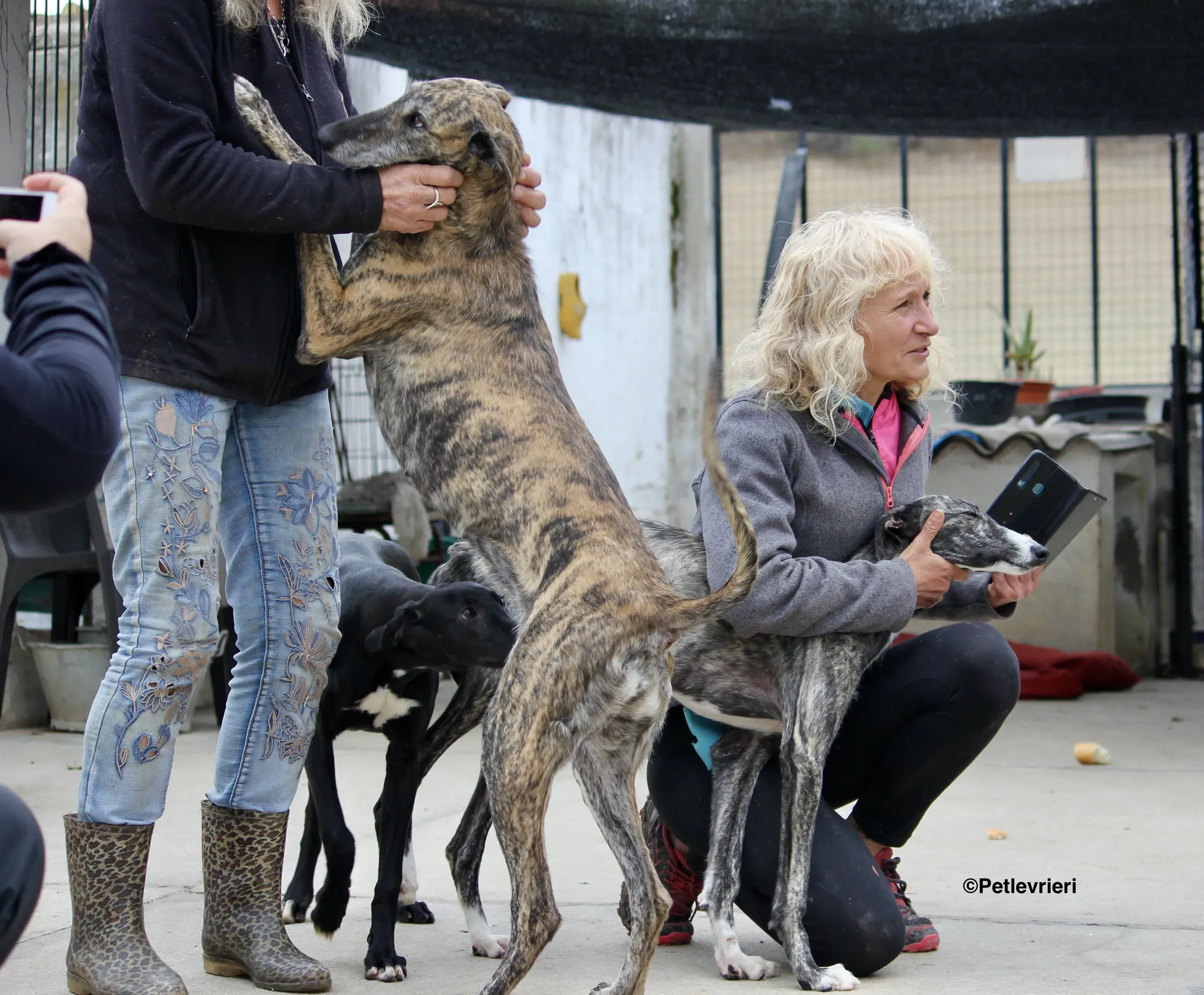 Medea adozione levrieri galgo 01