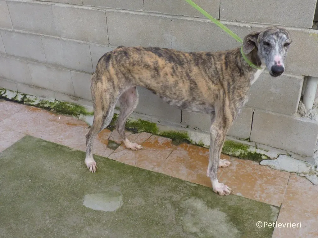 Medea adozione levrieri galgo 02 1