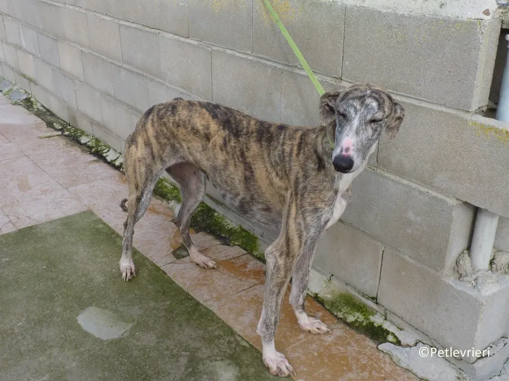 Medea adozione levrieri galgo 03 1