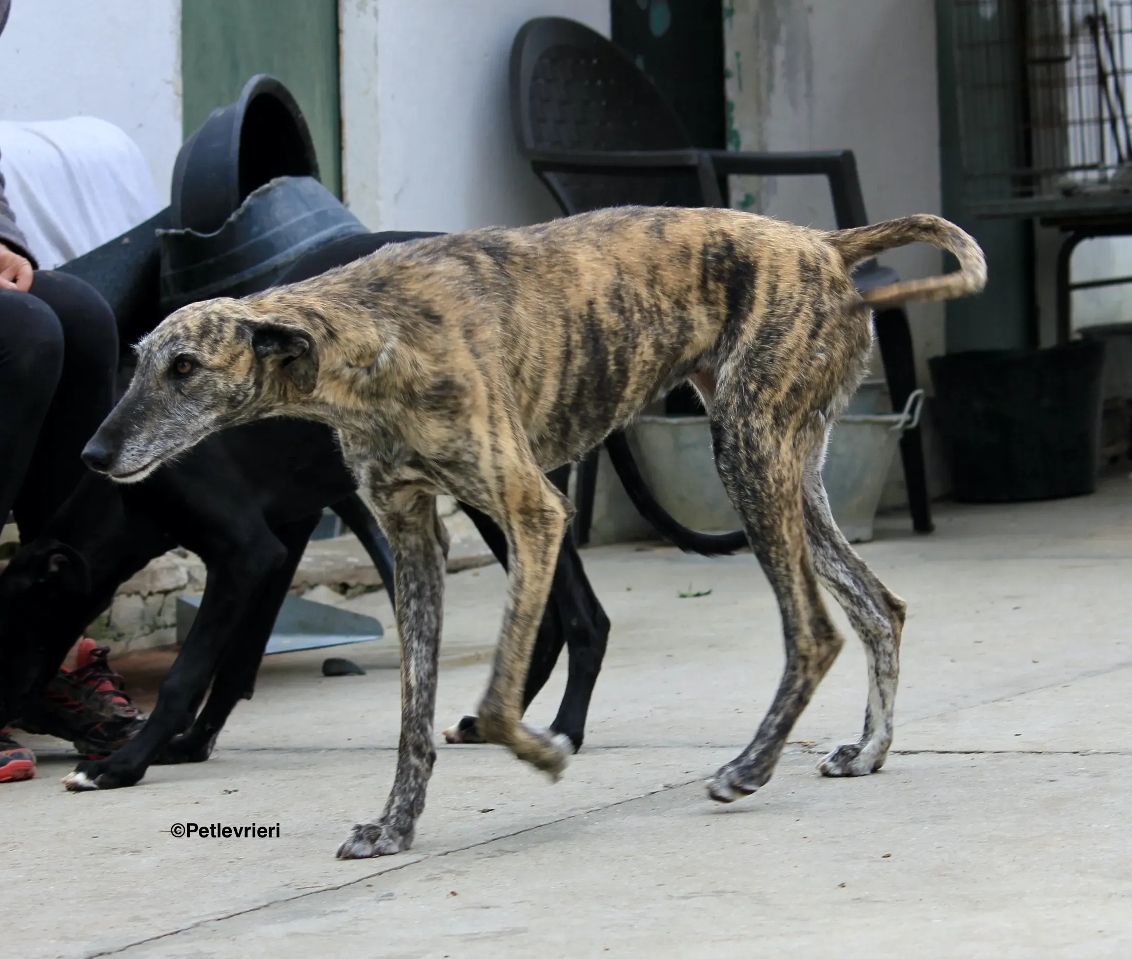Medea adozione levrieri galgo 03