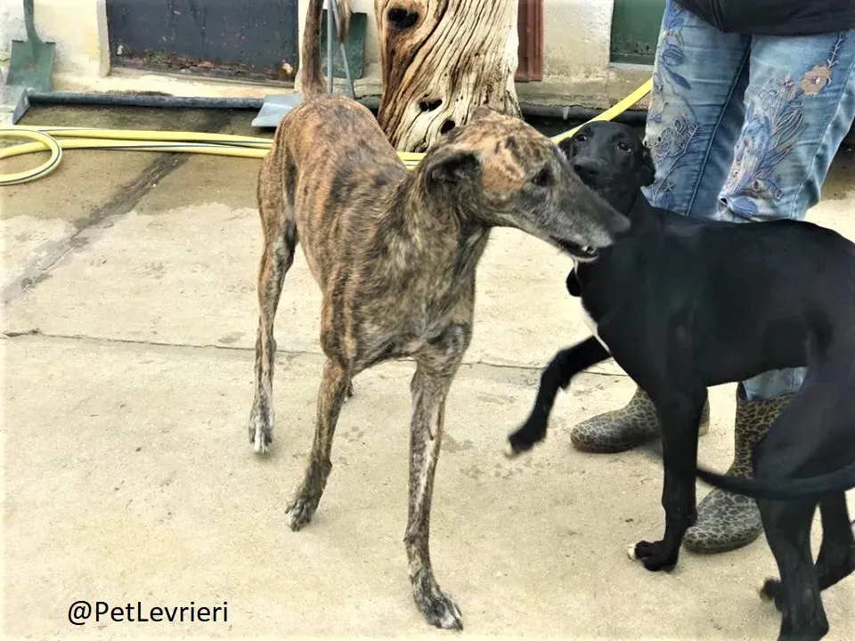 Medea adozione levrieri galgo 04 1