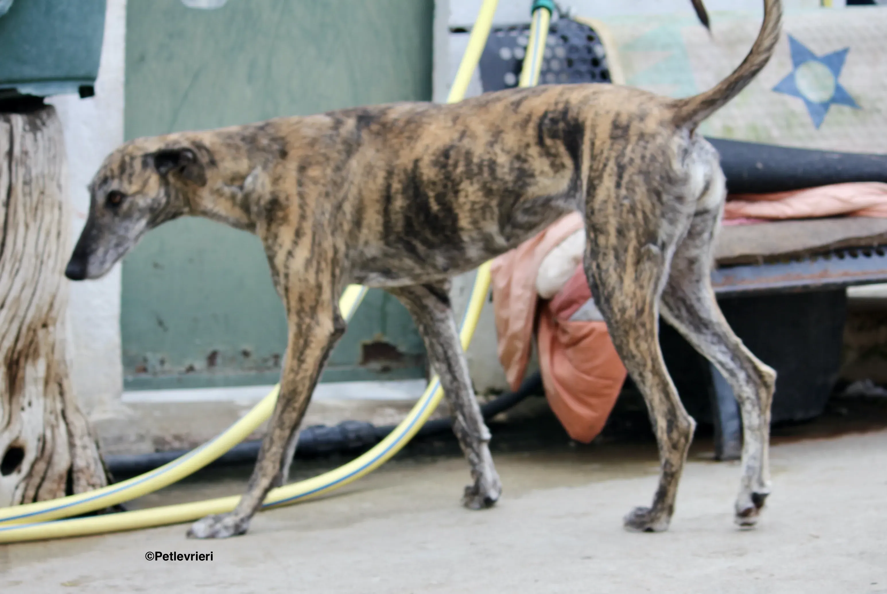 Medea adozione levrieri galgo 04