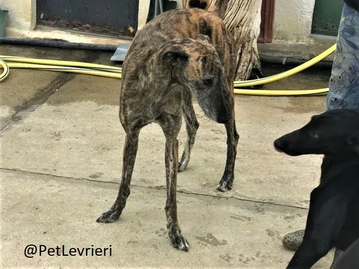 Medea adozione levrieri galgo 05 1