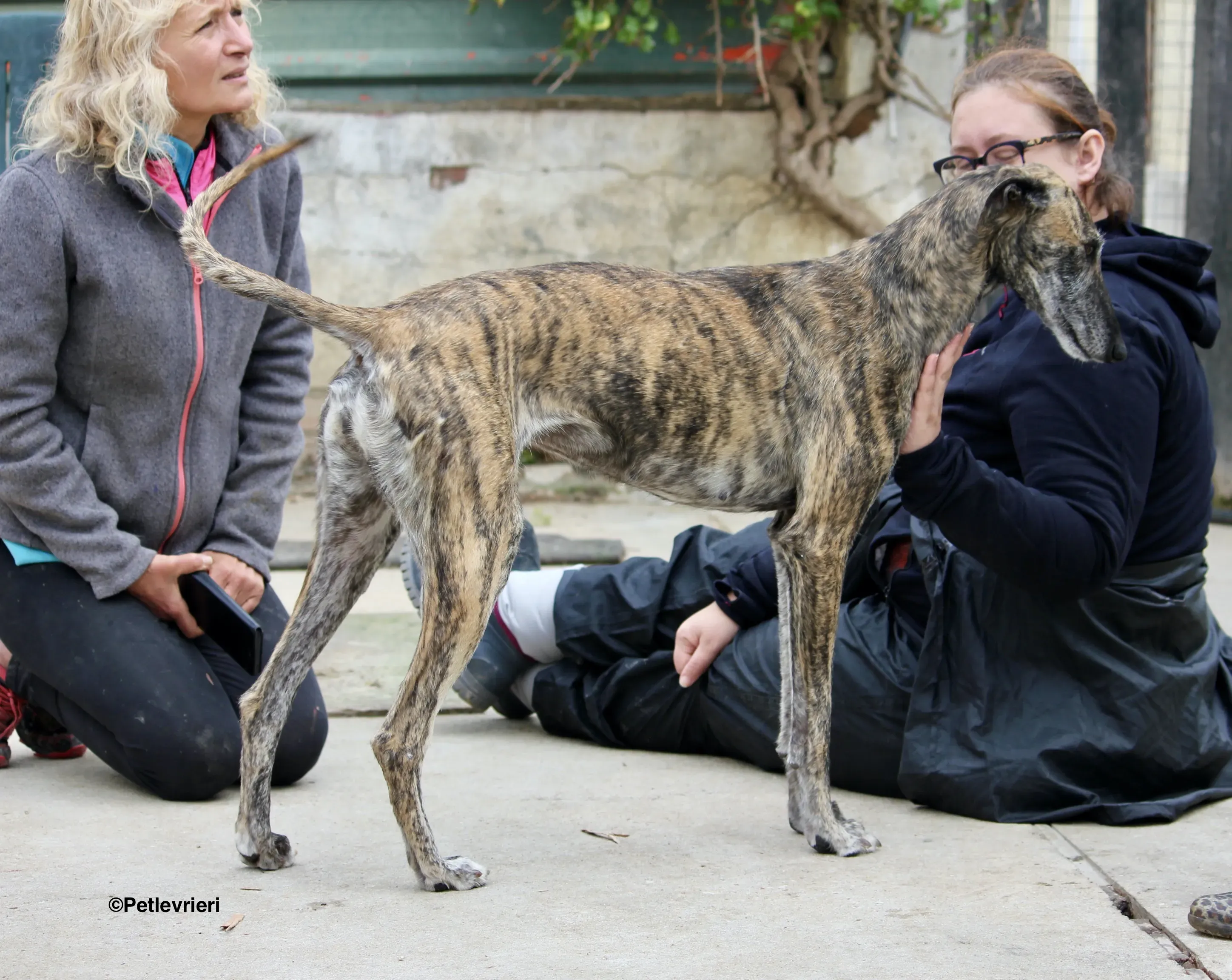 Medea adozione levrieri galgo 05