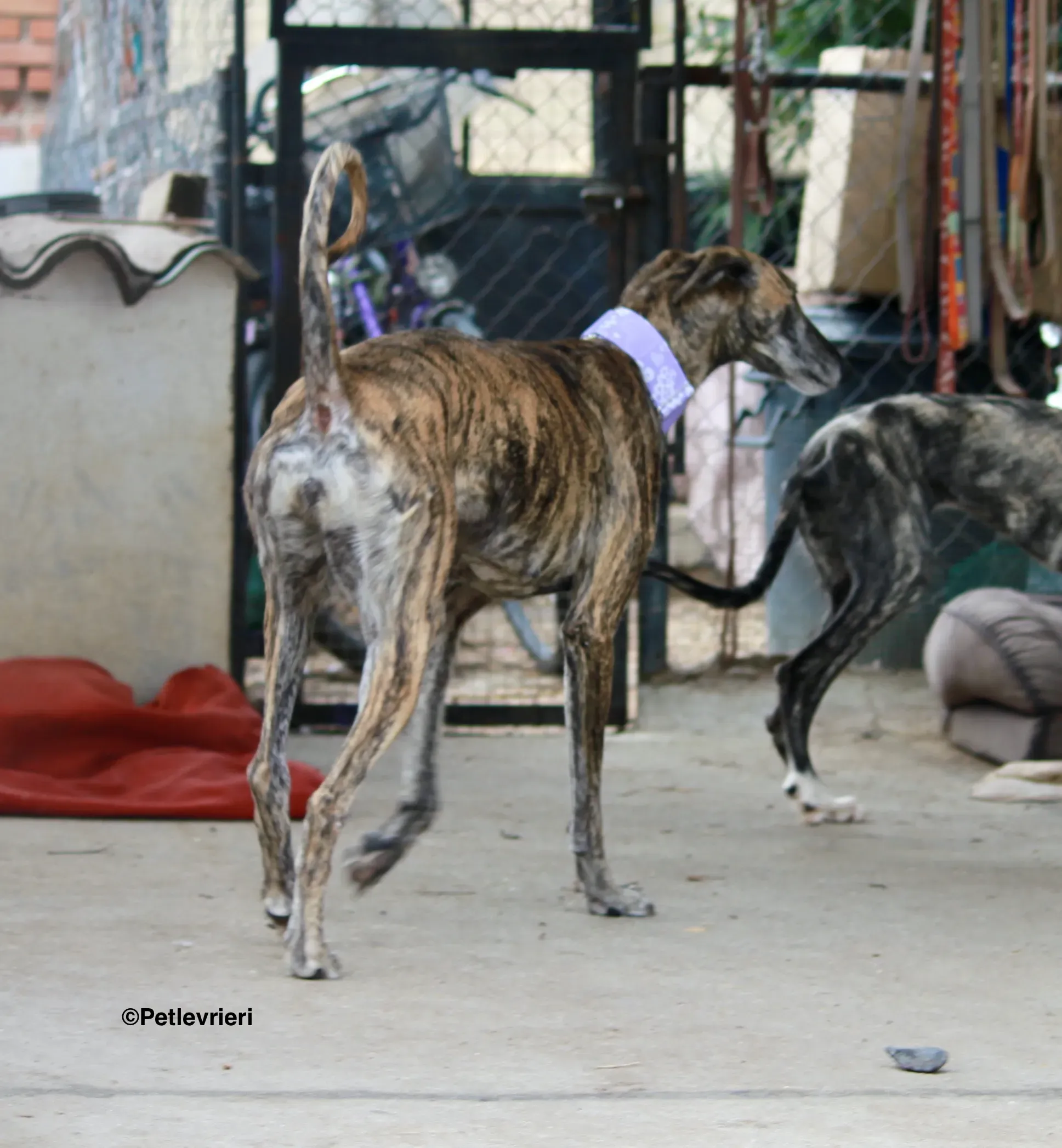 Medea adozione levrieri galgo 06