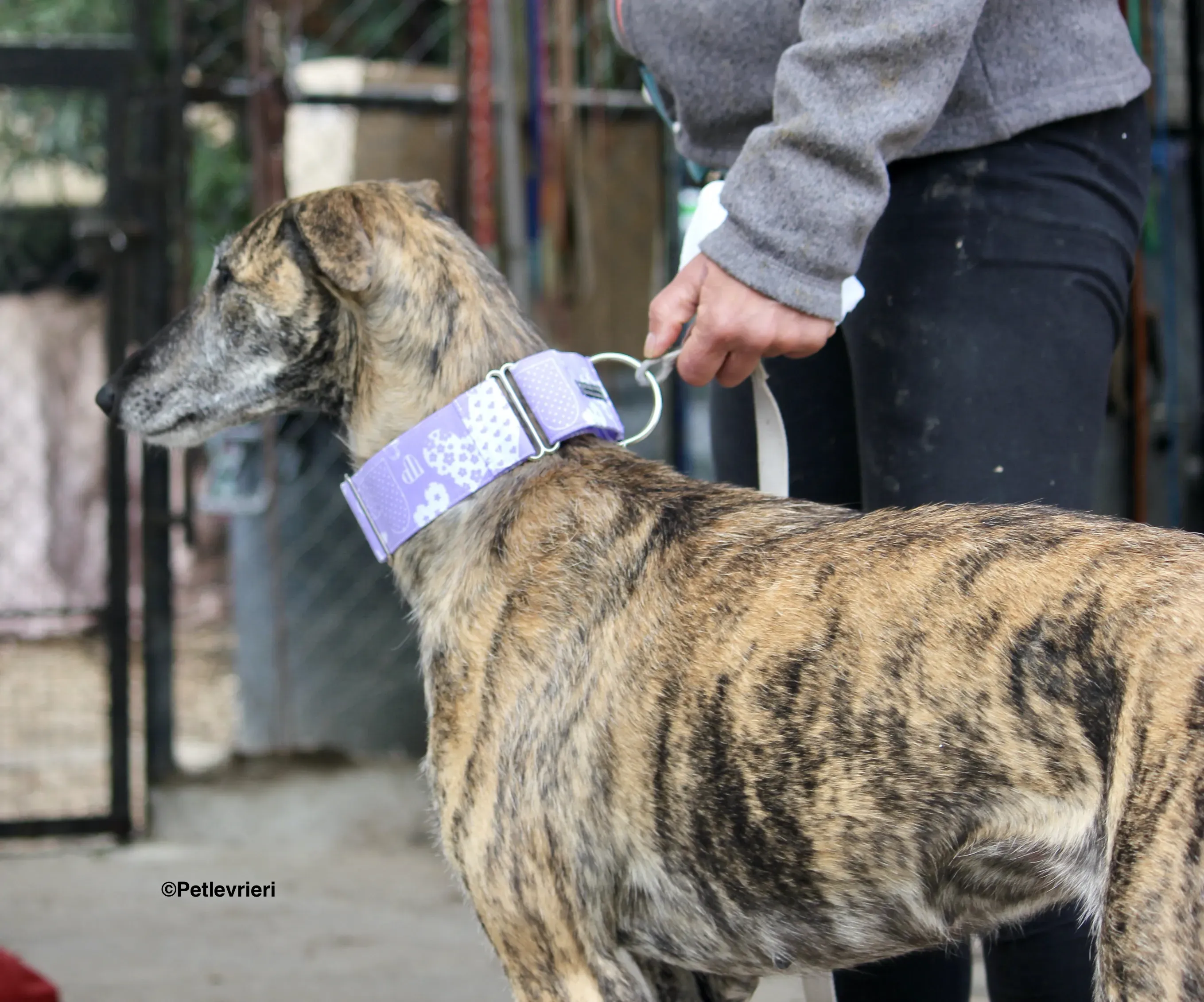 Medea adozione levrieri galgo 07