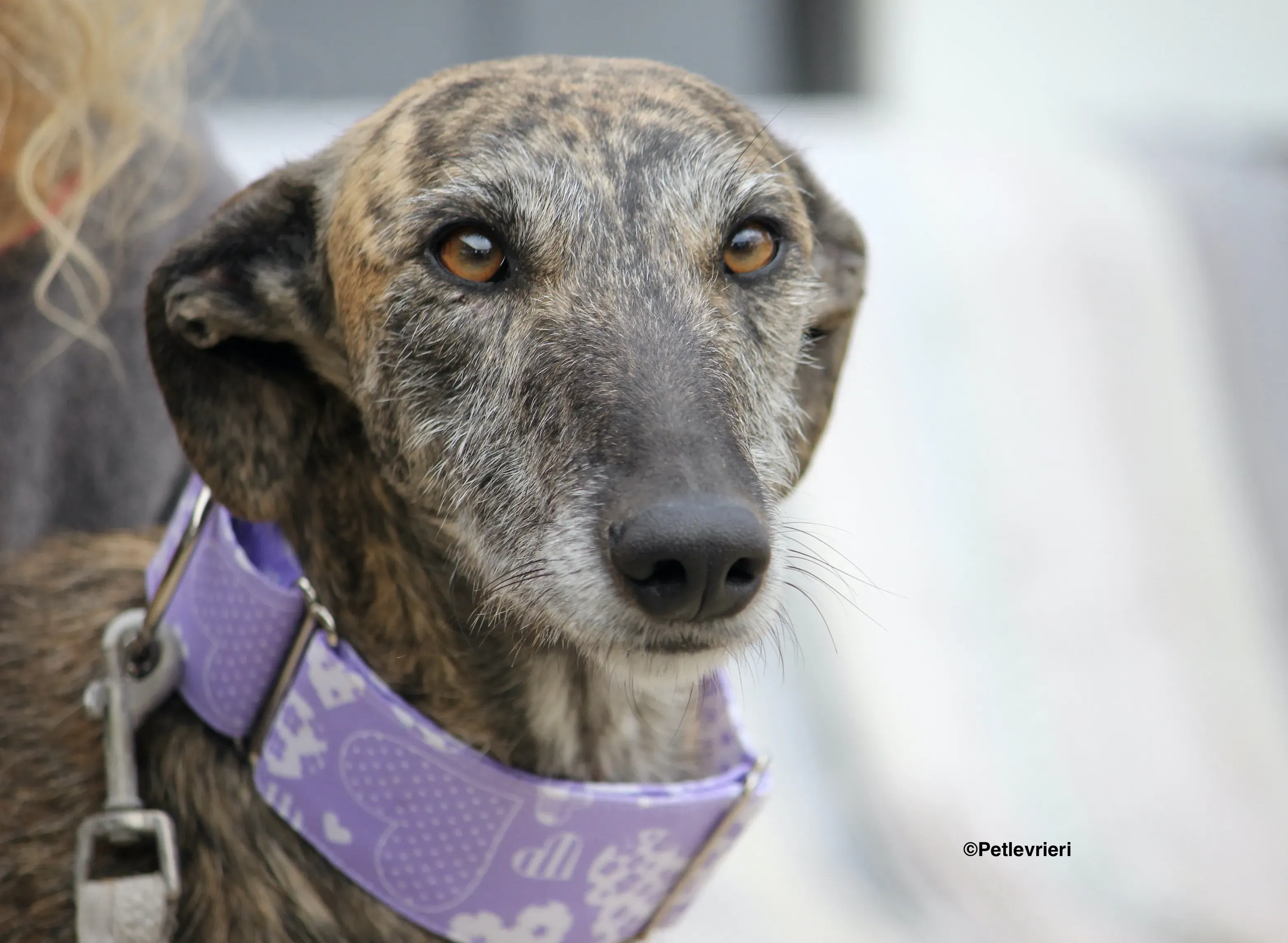 Medea adozione levrieri galgo 08