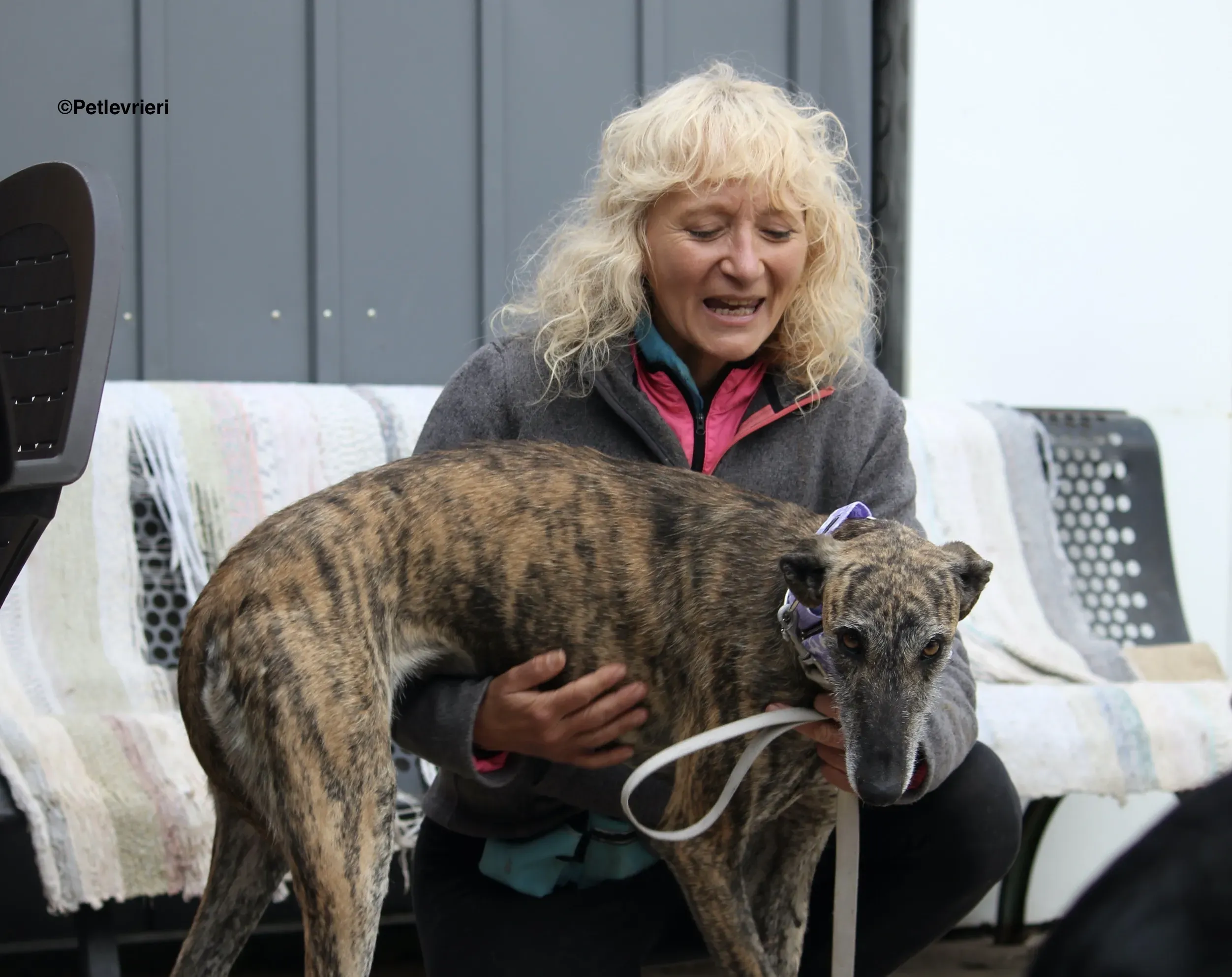 Medea adozione levrieri galgo 09