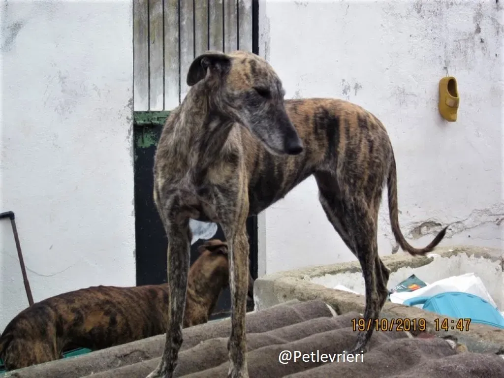 Medea adozione levrieri galgo 00