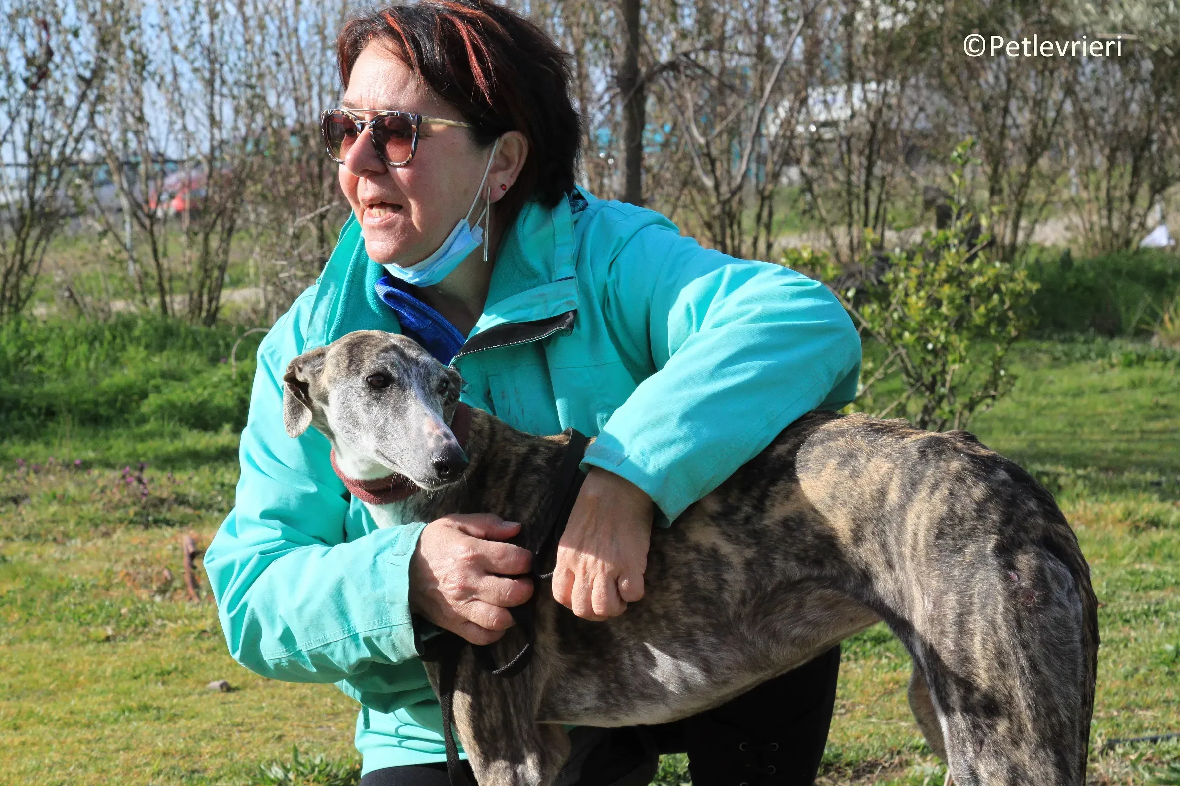 Medea adozione levrieri galgo 09