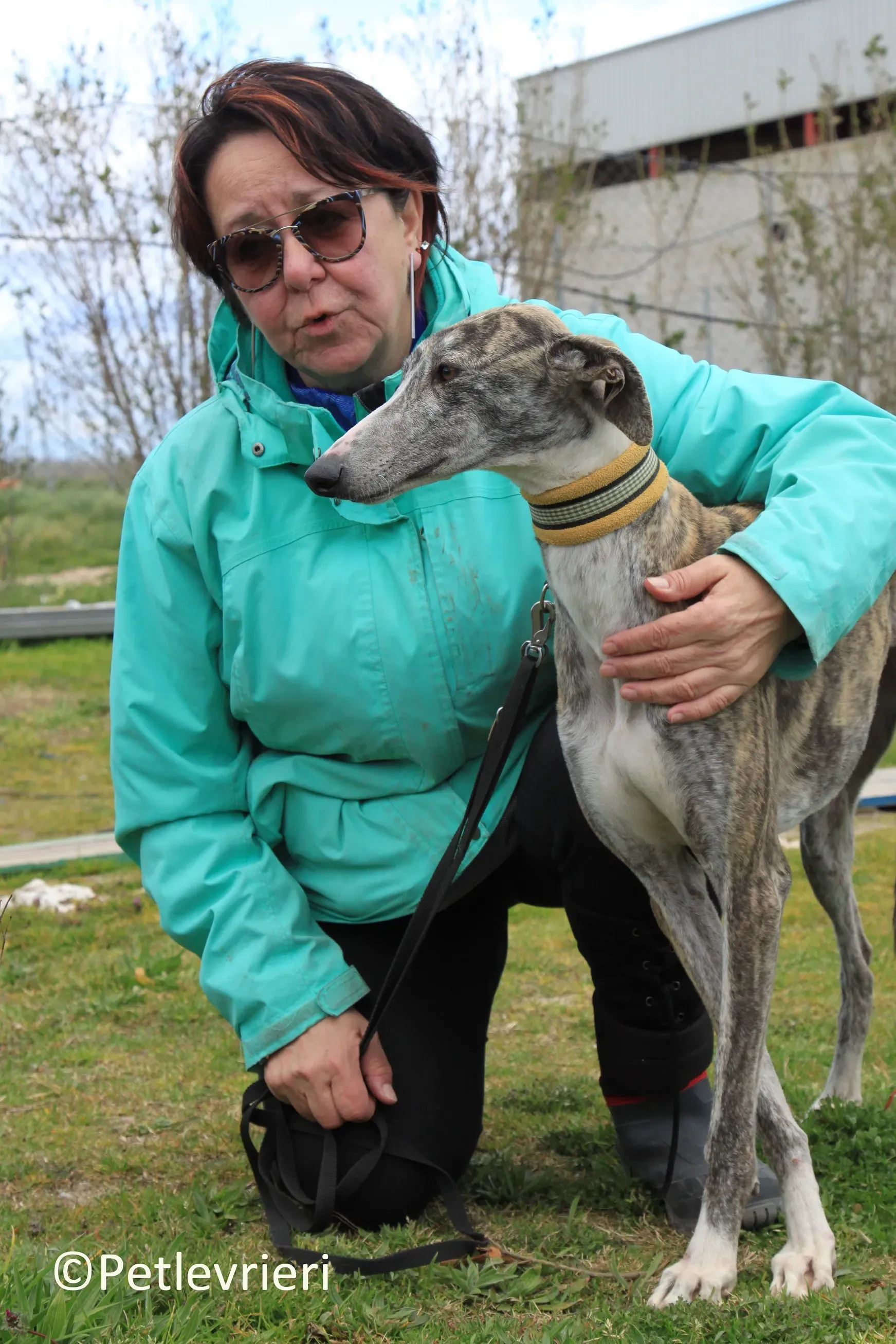 Medea adozione levrieri galgo 10