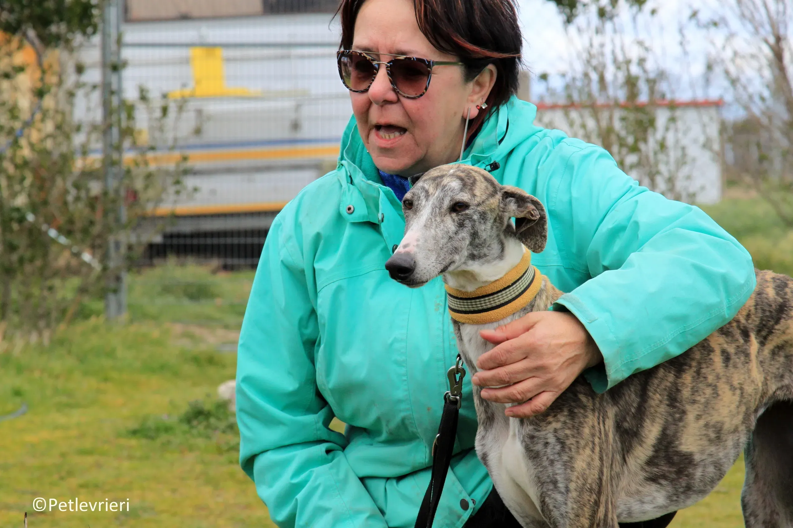 Medea adozione levrieri galgo 12