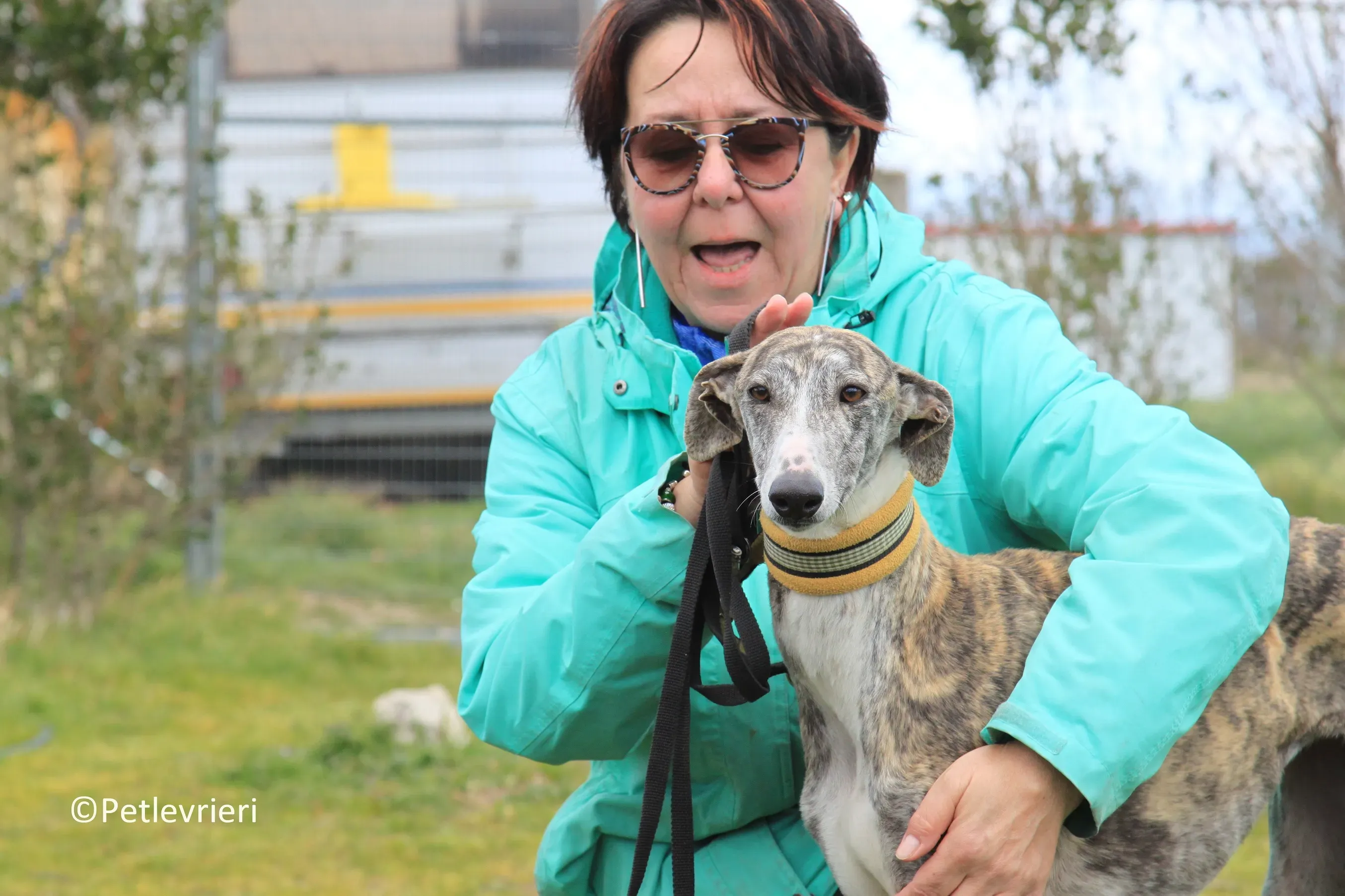Medea adozione levrieri galgo 13