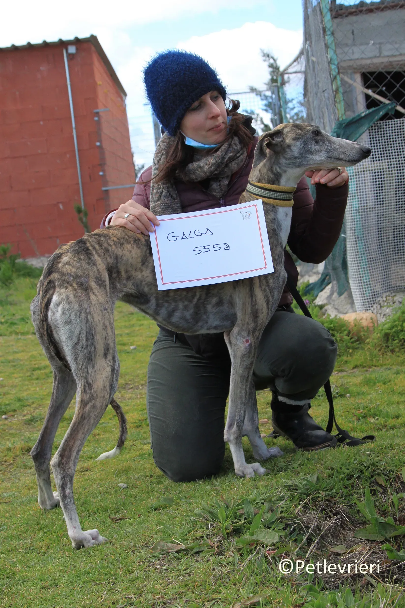 Medea adozione levrieri galgo 14