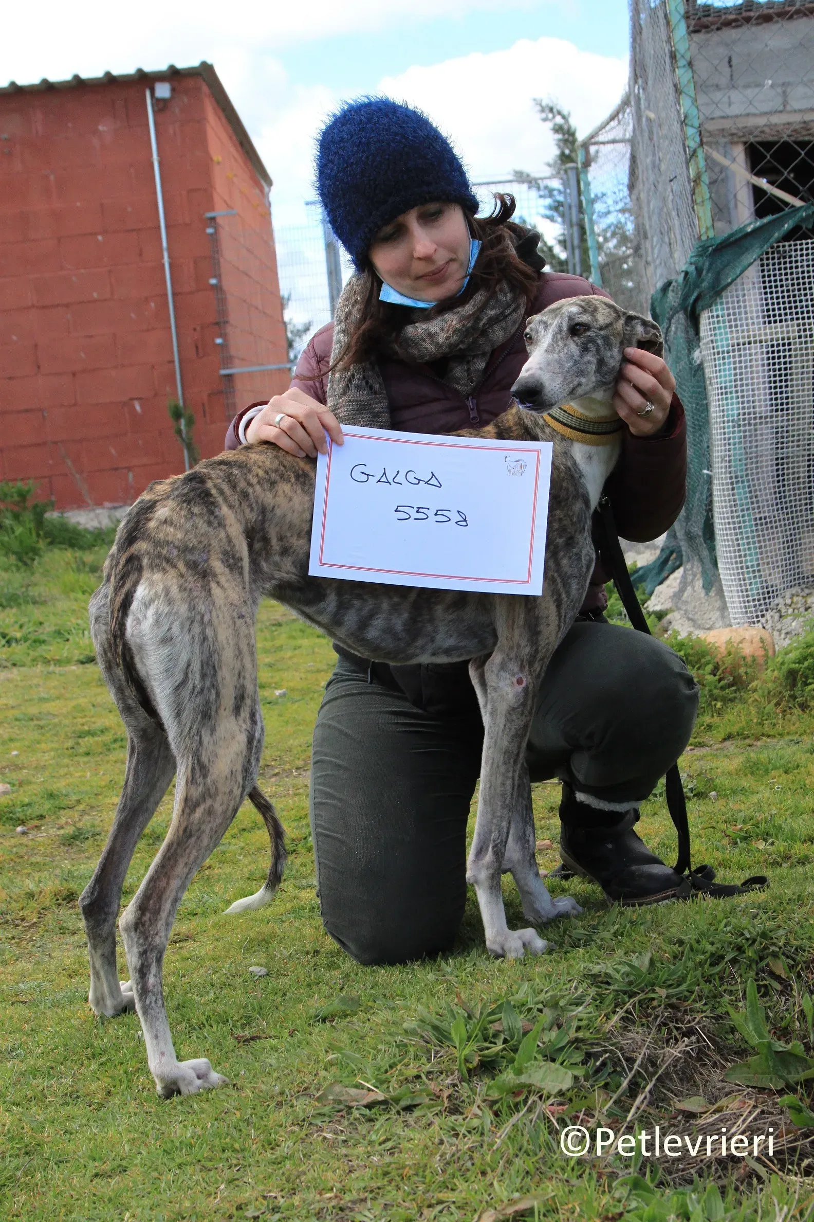 Medea adozione levrieri galgo 15