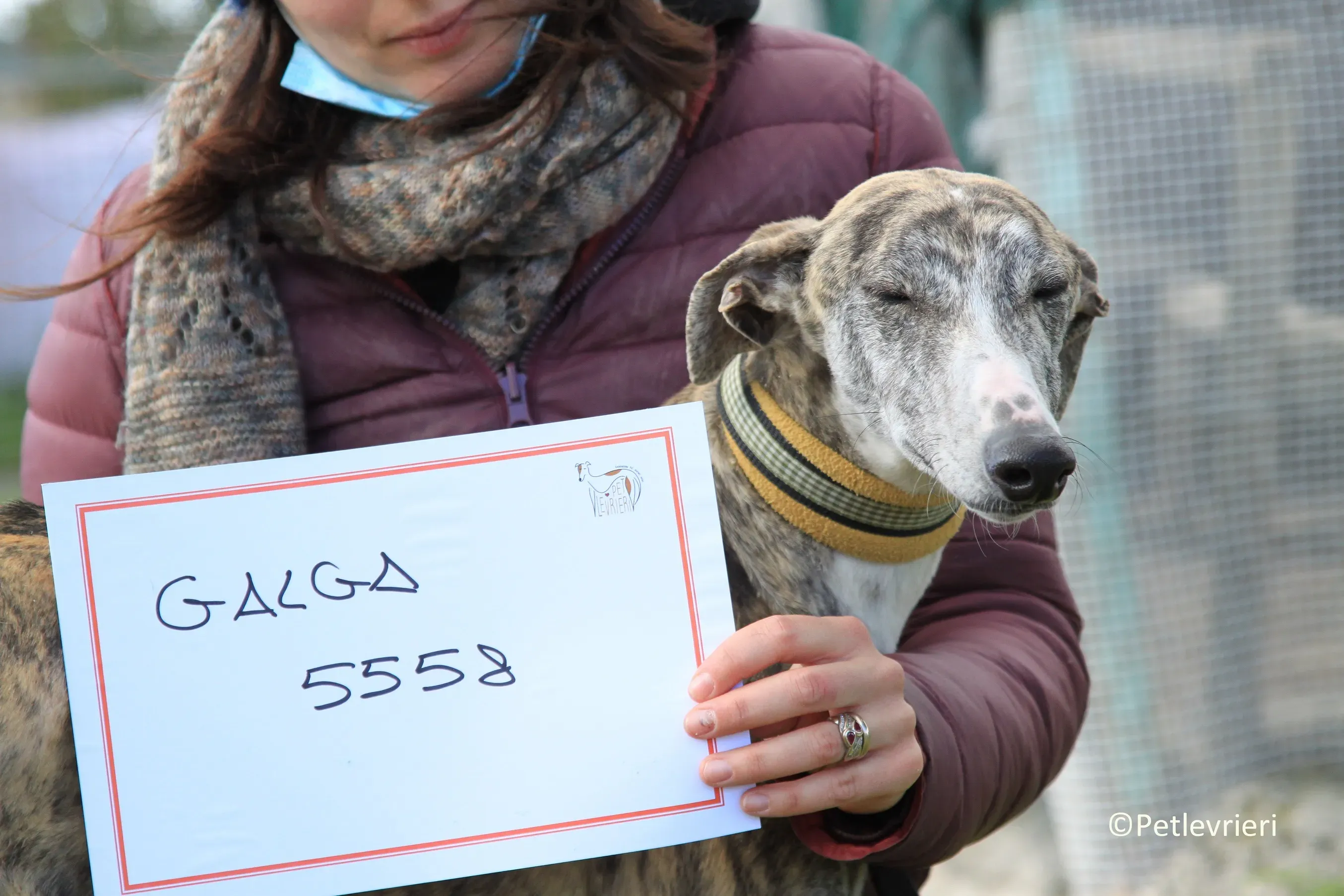 Medea adozione levrieri galgo 16