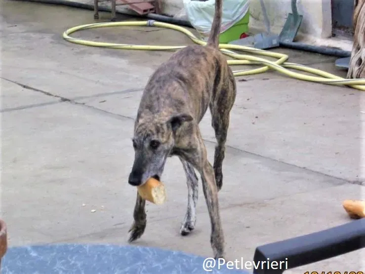Medea adozione levrieri galgo 01