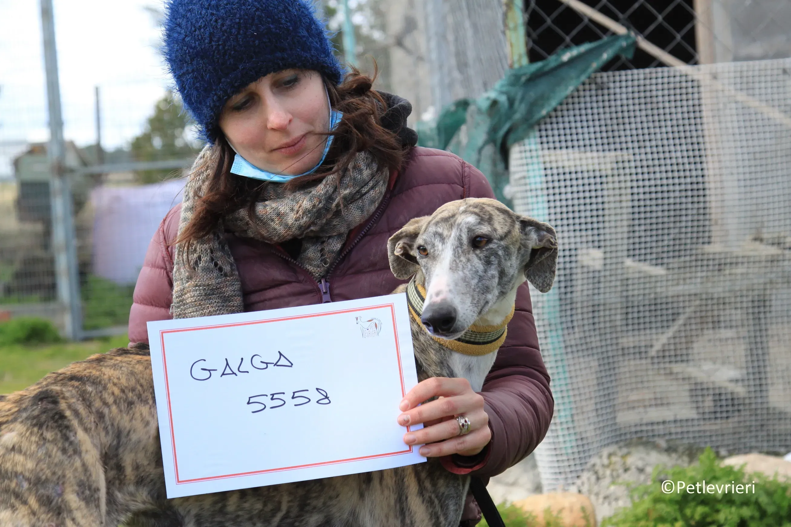 Medea adozione levrieri galgo 17