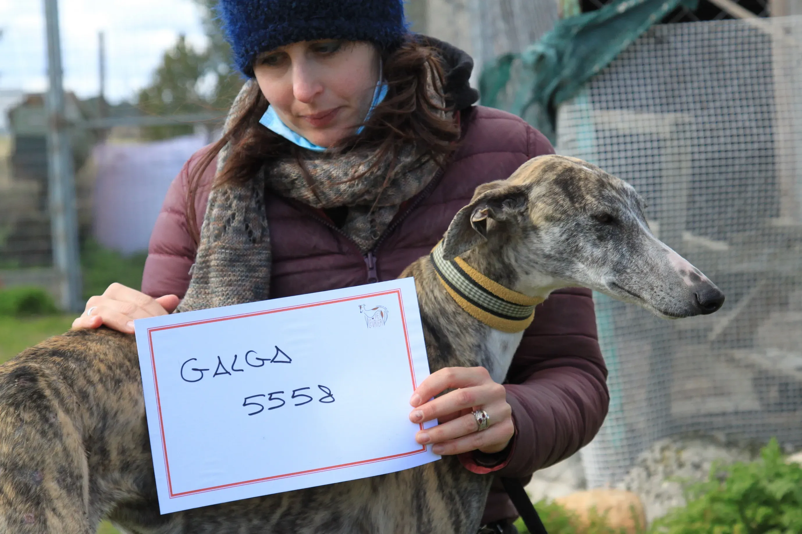 Medea adozione levrieri galgo 18