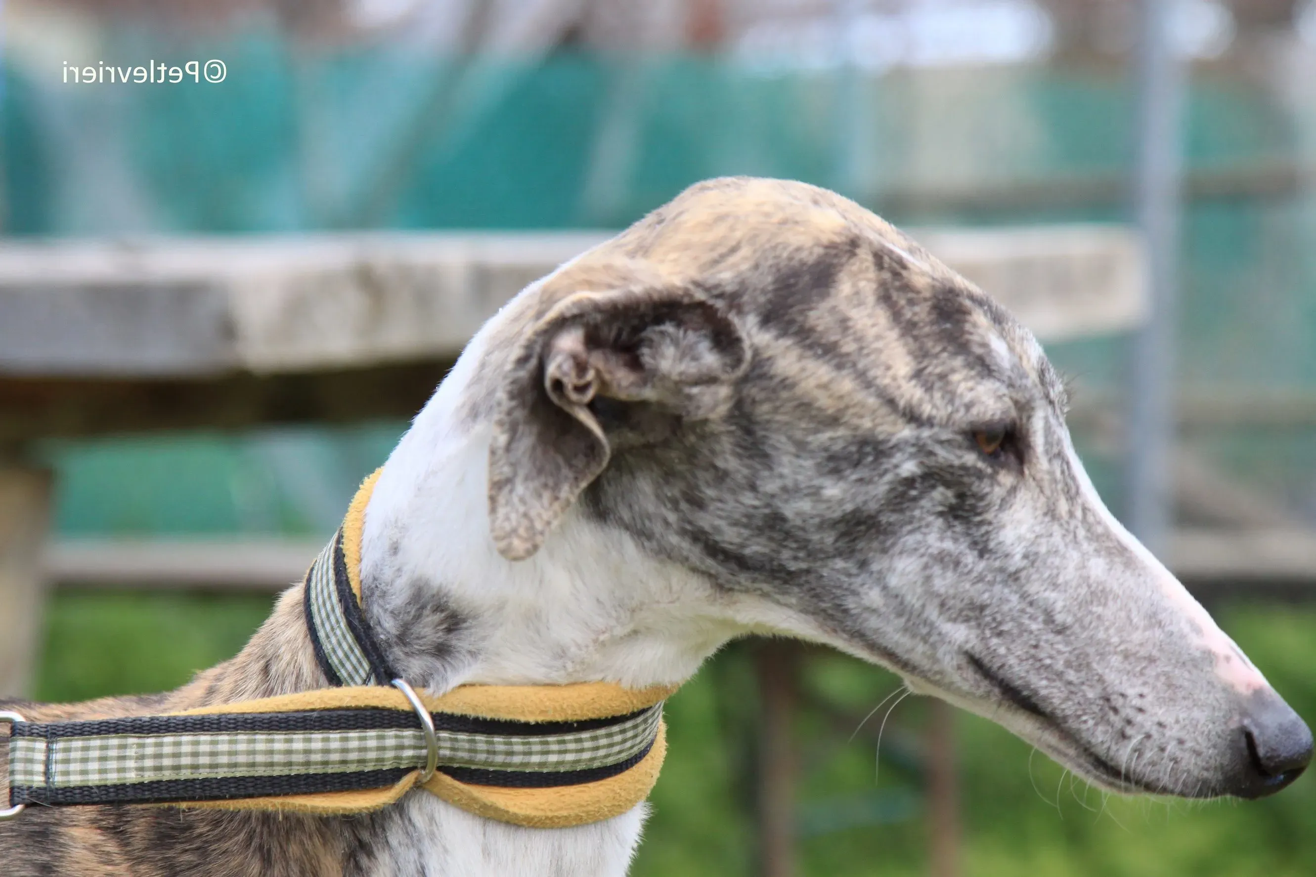 Medea adozione levrieri galgo 22 e1586414632954