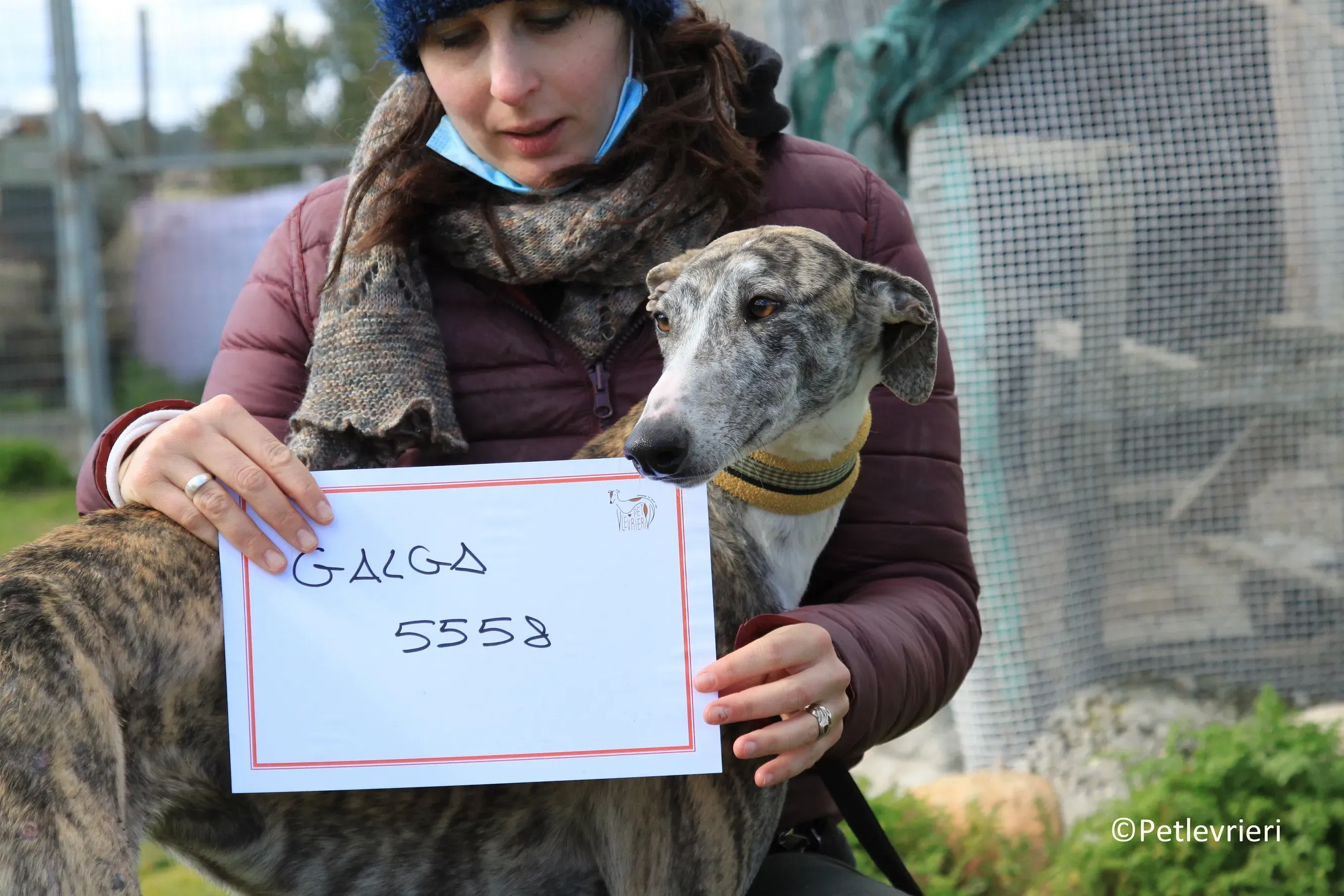 Medea adozione levrieri galgo 19