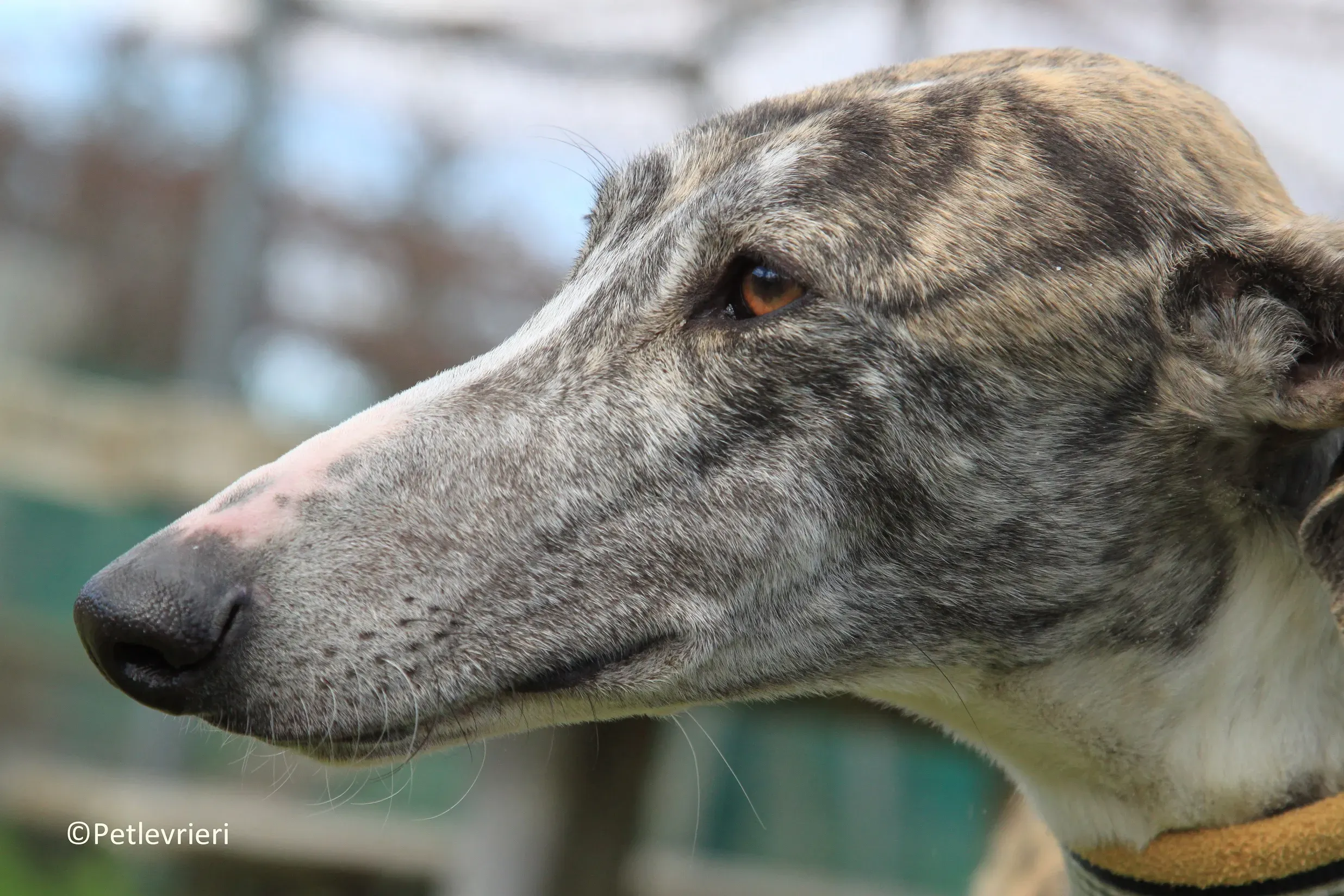 Medea adozione levrieri galgo 20