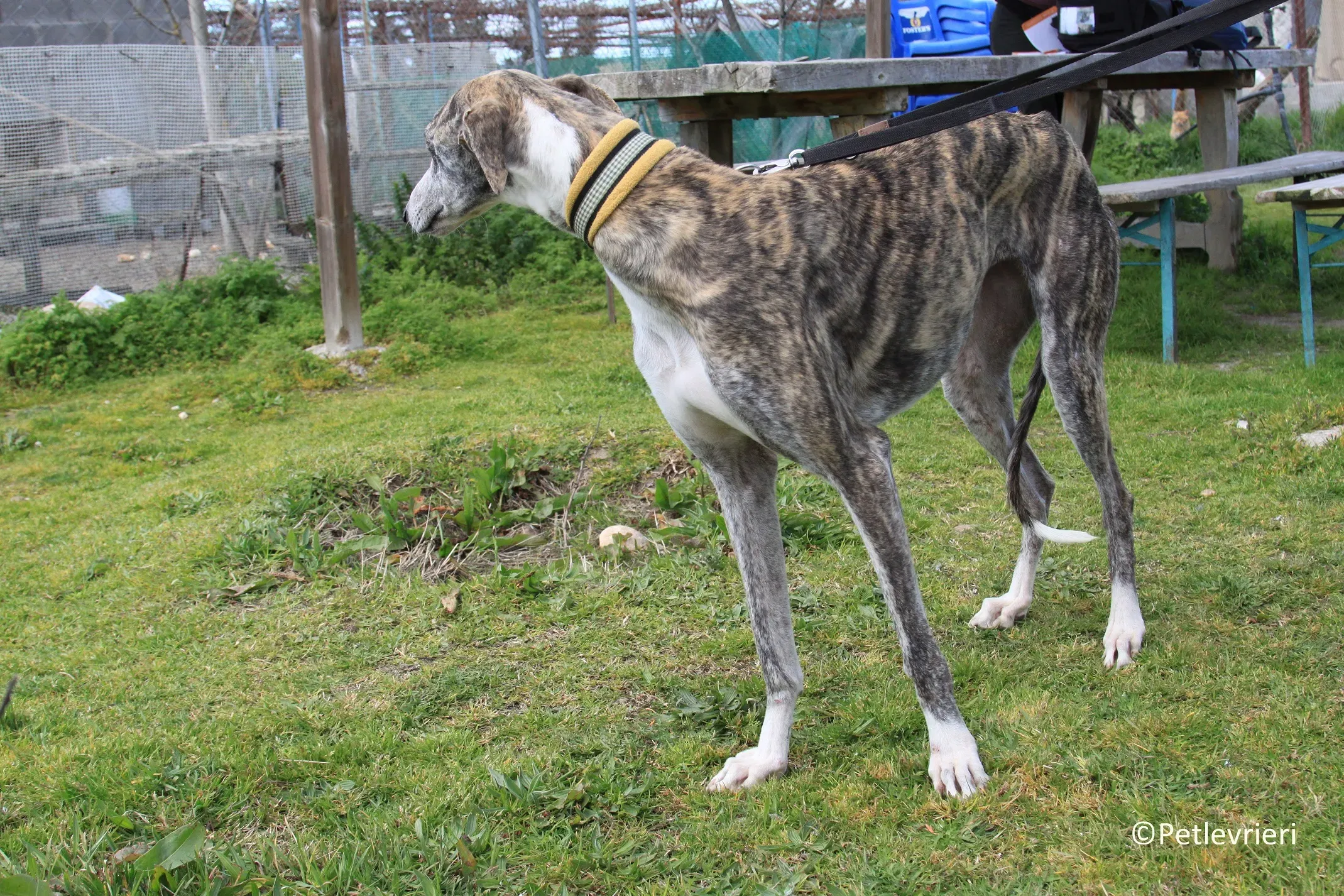 Medea adozione levrieri galgo 21