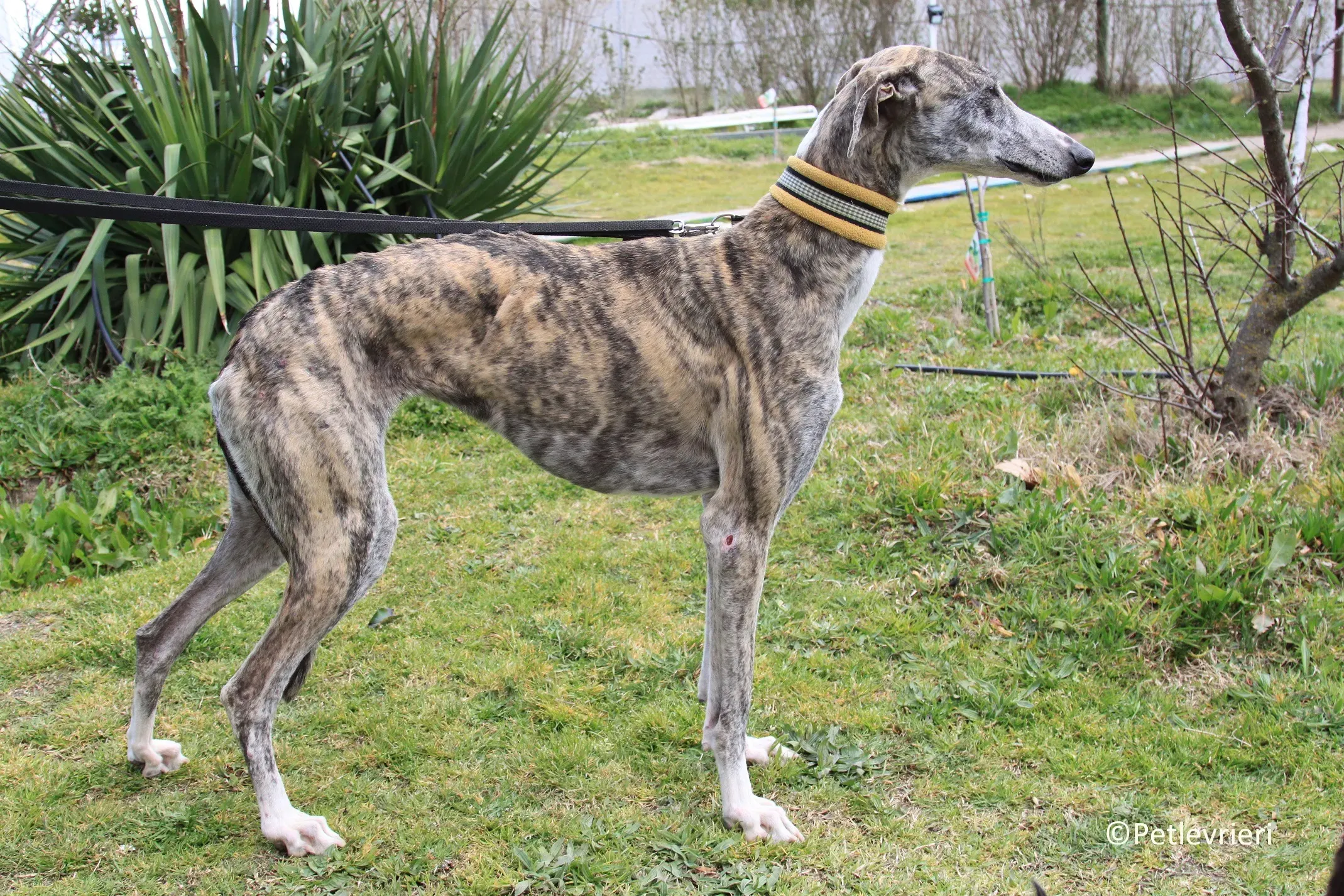 Medea adozione levrieri galgo 23