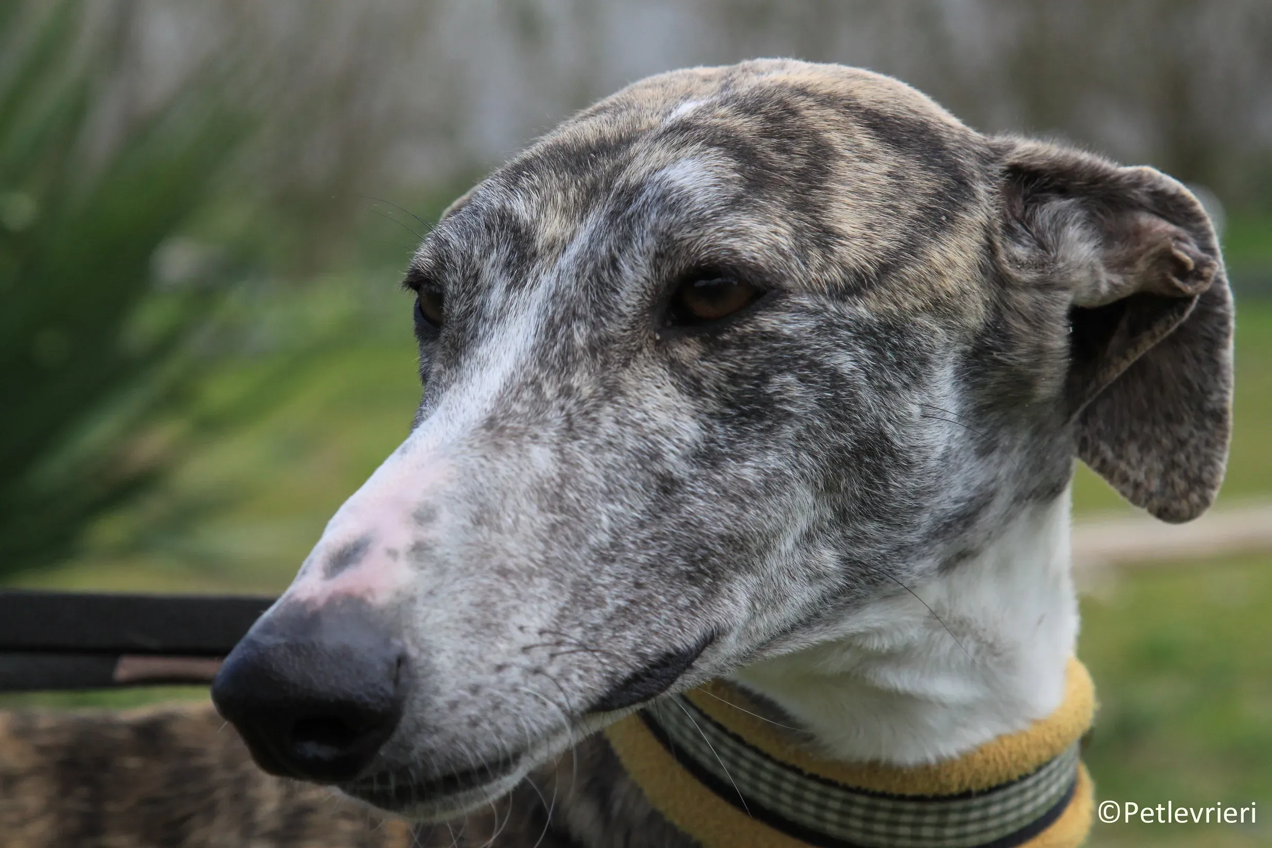 Medea adozione levrieri galgo 24