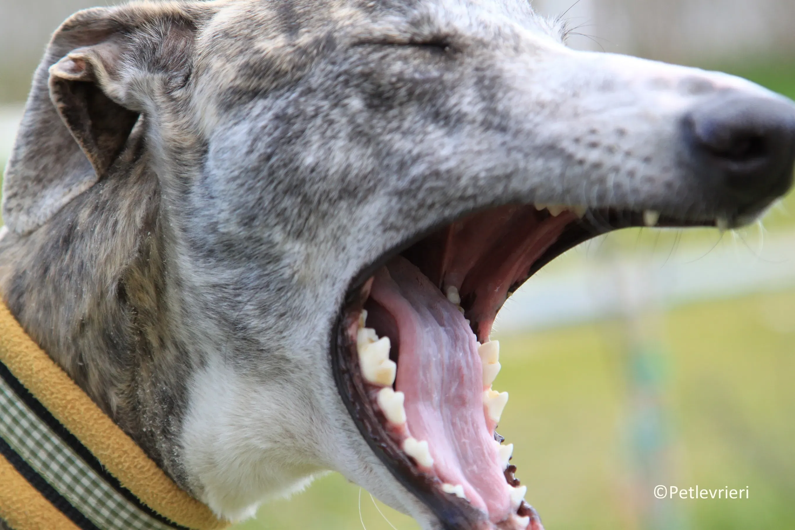 Medea adozione levrieri galgo 25
