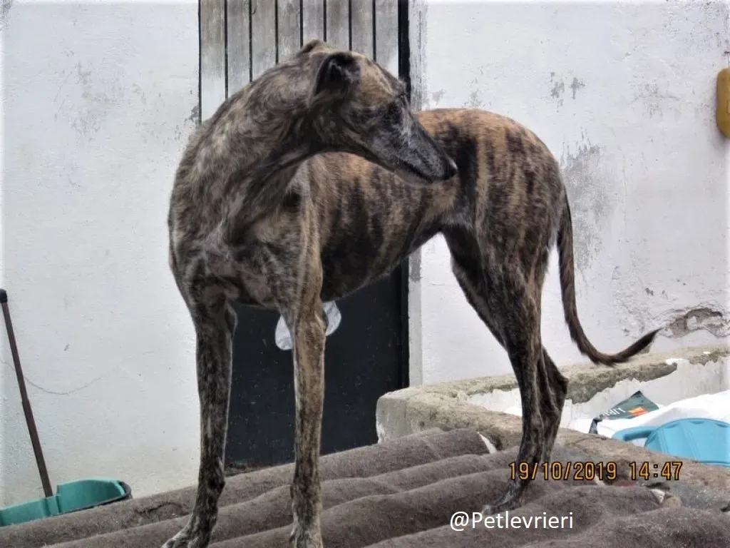 Medea adozione levrieri galgo 02