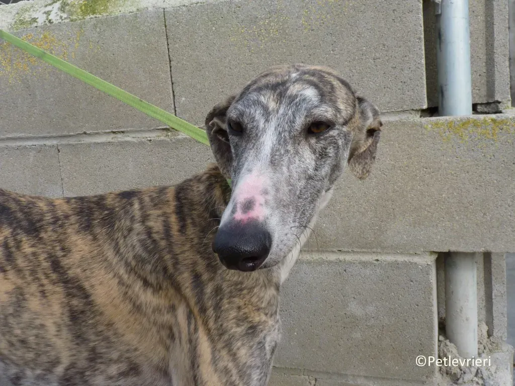 Medea adozione levrieri galgo 04