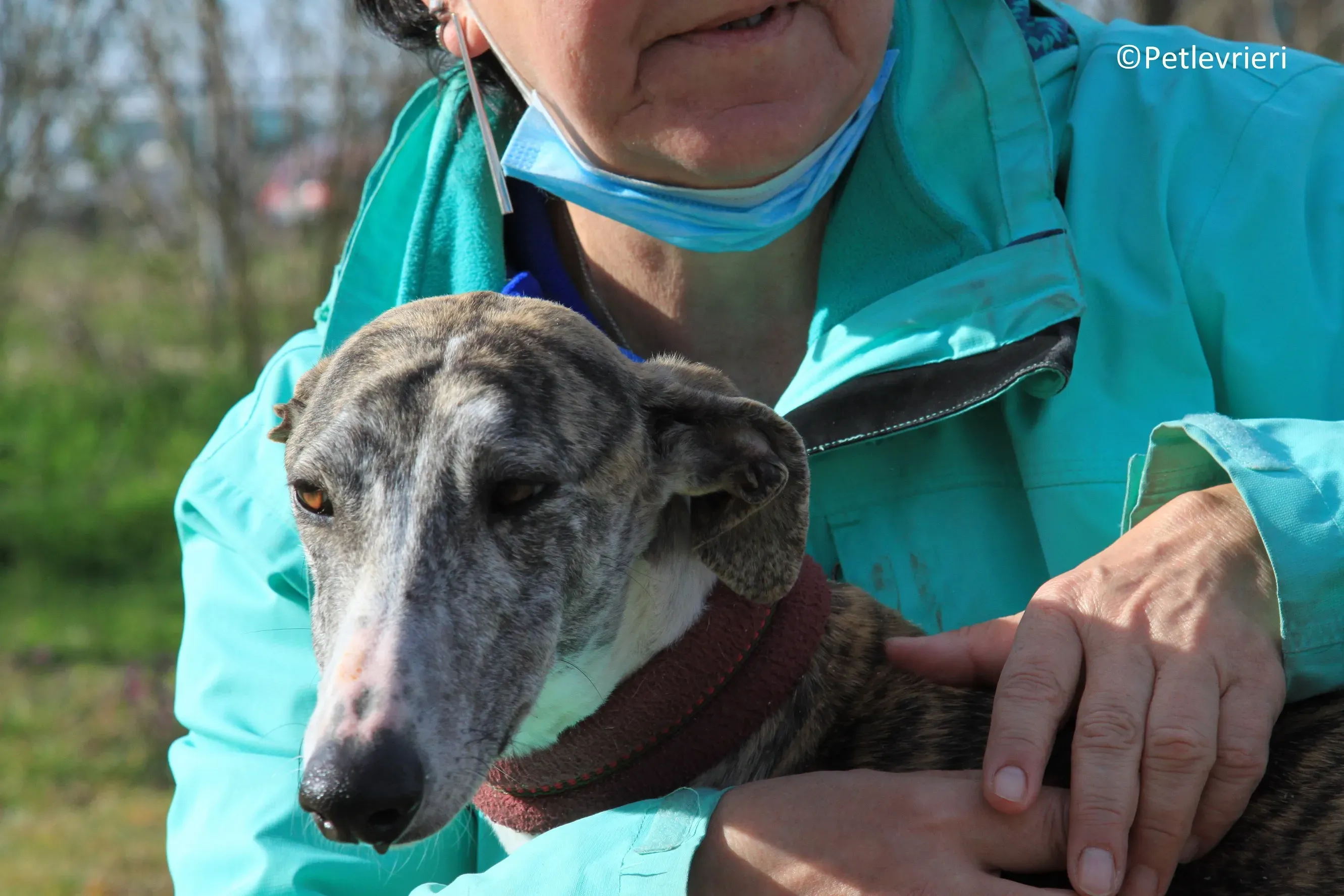 Medea adozione levrieri galgo 05